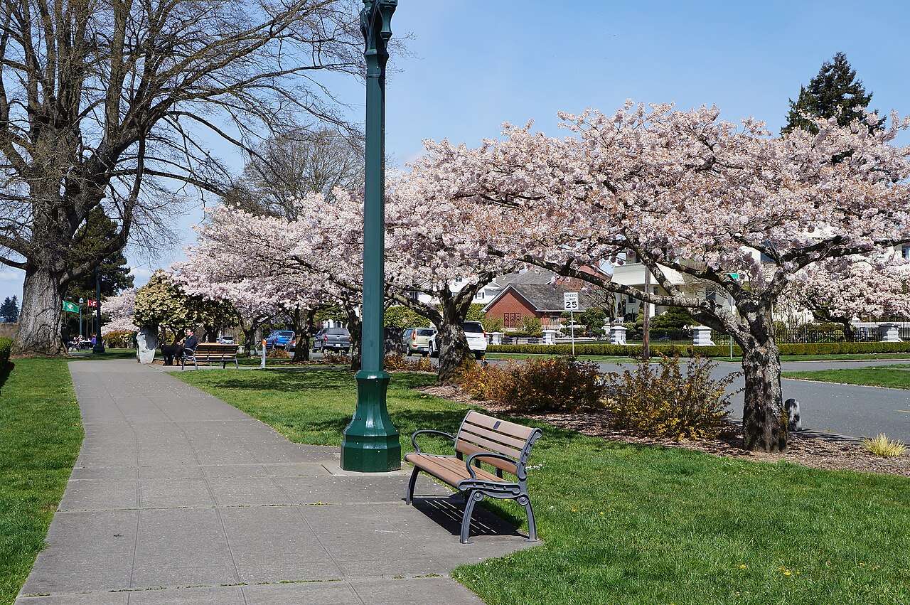 Cherry trees blooming along a path in Everett’s Grand Avenue Park