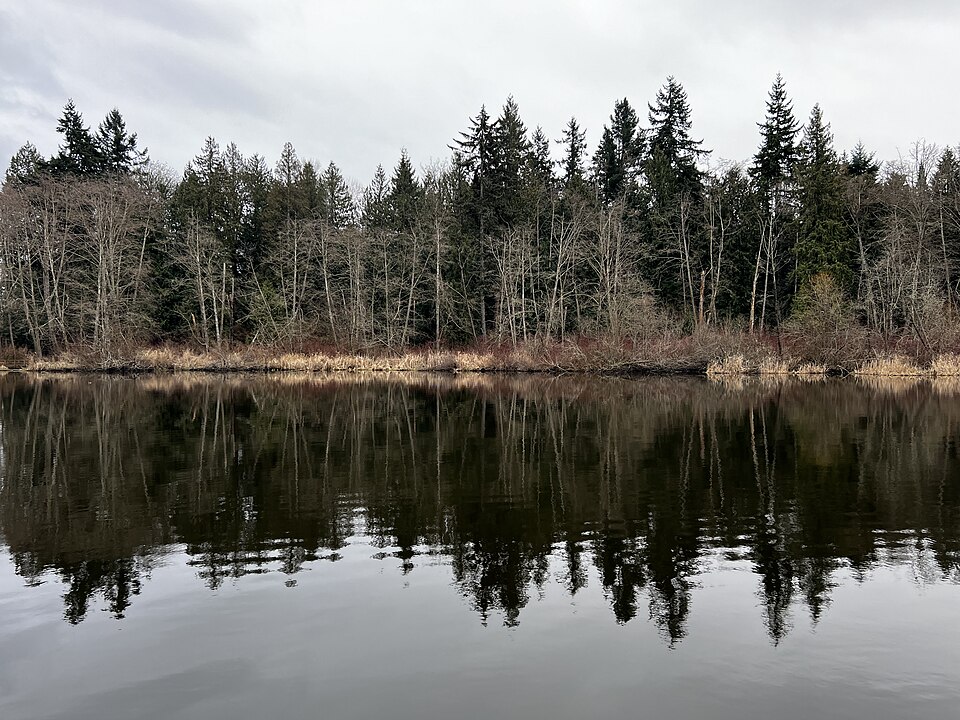 Evergreen trees reflected in Scriber Lake in Lynnwood