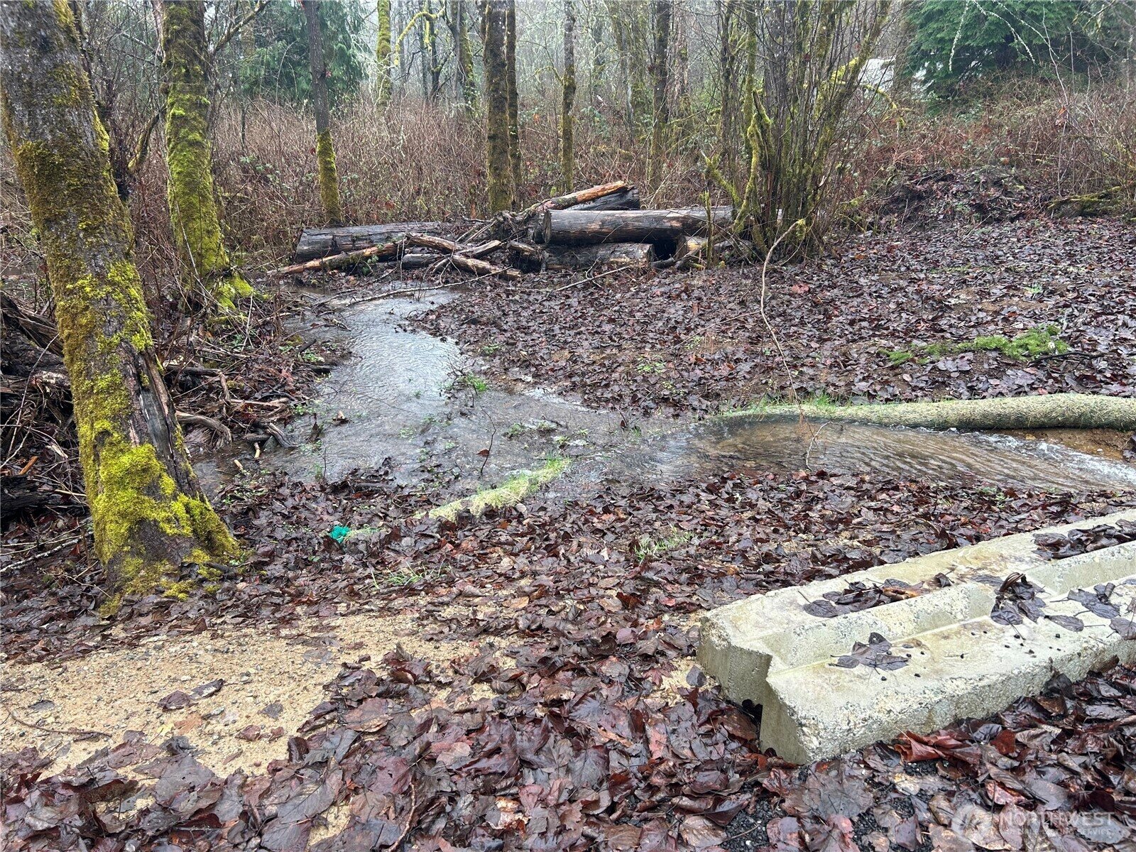 Small seasonal creek in the wooded setting
